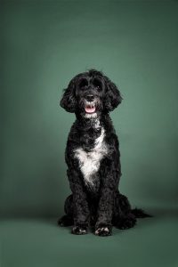 A Portuguese Water Dog posing for his portrait