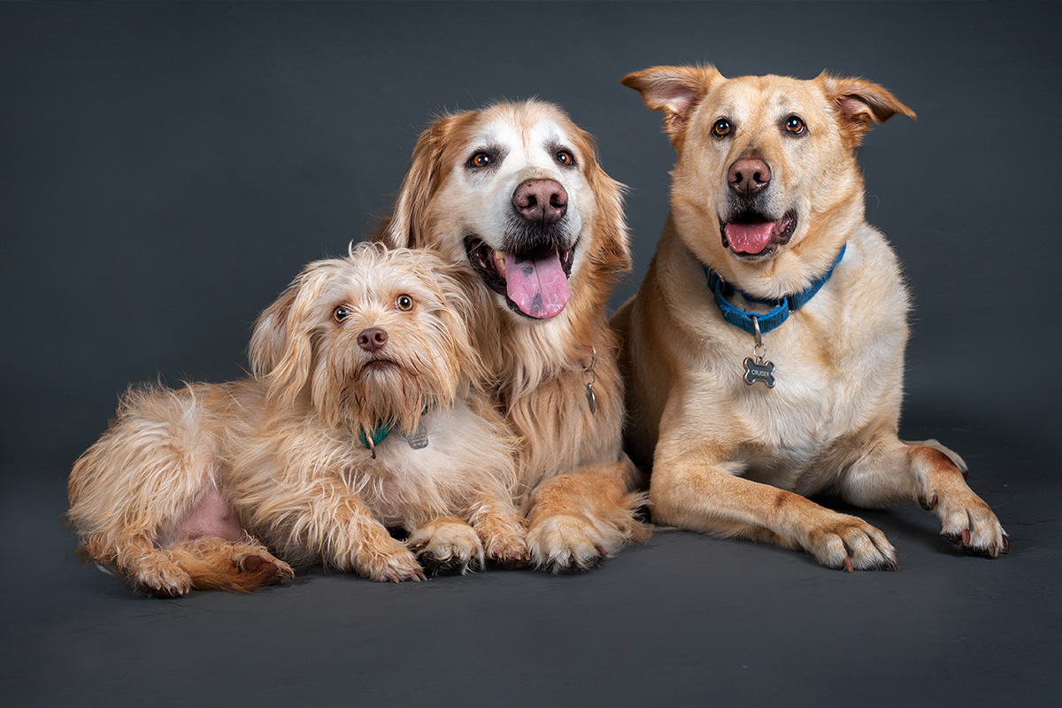 Three dogs posing together for a formal studio portrait