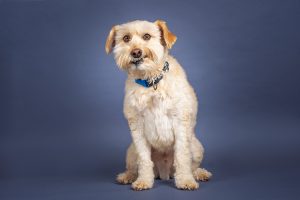 Cute expression as a dog poses for his formal pet portrait