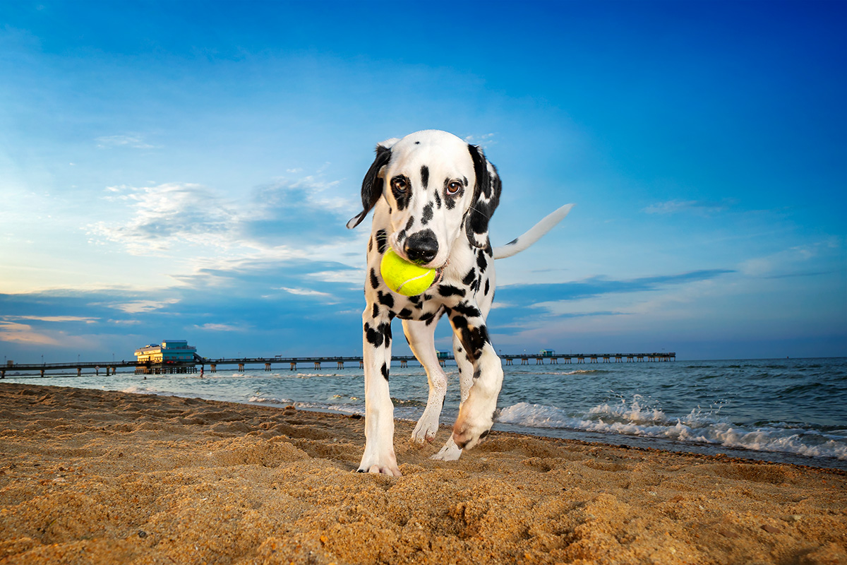 A dalmatian fetches a tennis ball in the twilight against the backdrop of the Ocean View Pier in Norfolk, VA