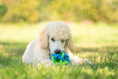 A poodle puppy with a new toy