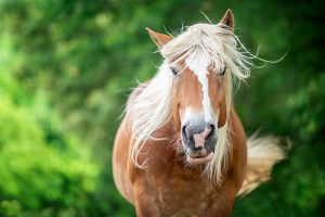 A Belgian horse tosses her mane in the wind.