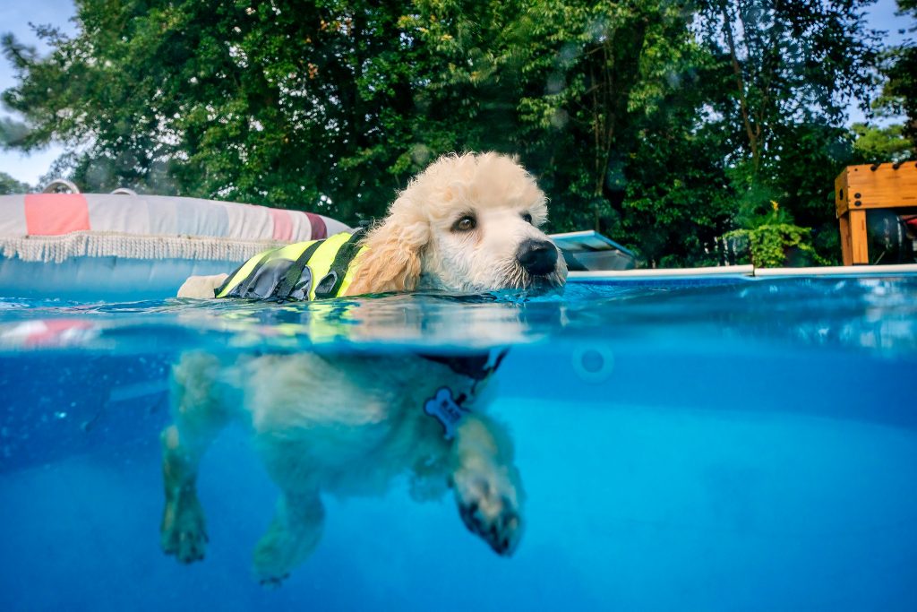 Blaze, the poodle puppy learns to swim
