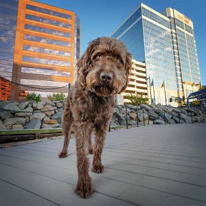 A doodle dog in downtown Norfolk Virginia