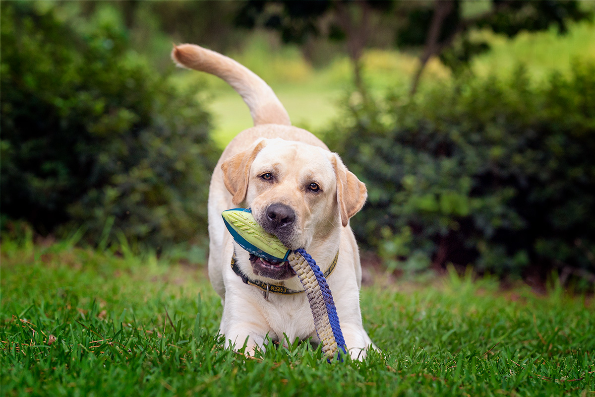 A Yellow Labrador Retriever in a play bow pose with a toy in his mouth