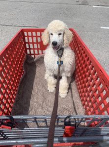 A puppy visits a home hardware store in Norfolk Virginia