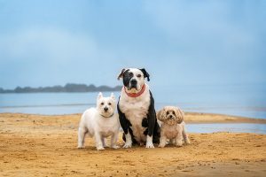 Three dogs pose together on a beach in Norfolk, Virginia