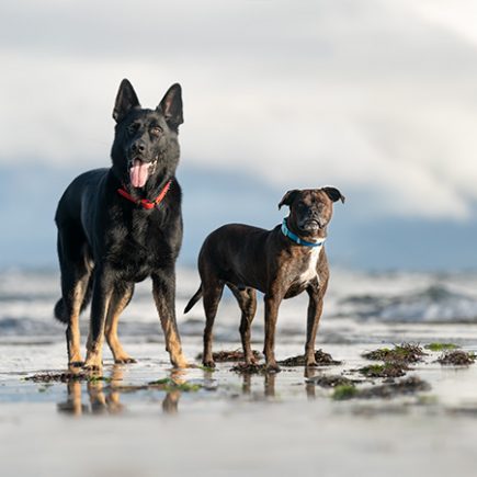 Two dogs on the beach in Norfolk, Virginia