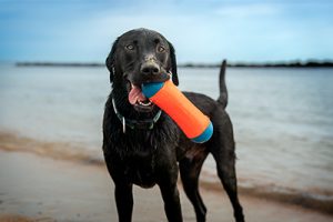 Labrador Retriever with a toy at a Norfolk VA beach