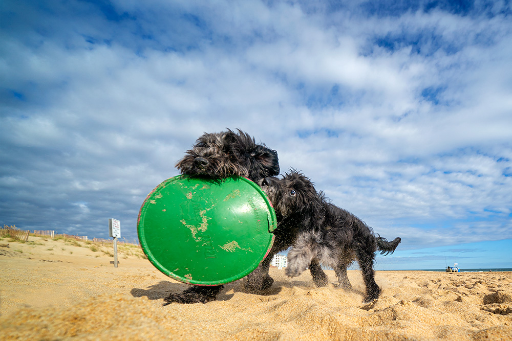 Two young dogs carry a toy at Sandbridge Beach in Virginia