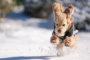 A poodle racing through snow in Norfolk, VA