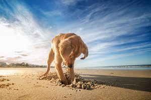 A golden retriever digs in the sand at Chix Beach Virginia.