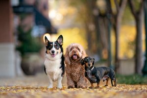 Three dogs pose in a fall backdrop in Virginia Beach's Town Center.
