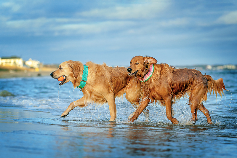 Two dogs emerge from the Chesapeake Bay in Norfolk.