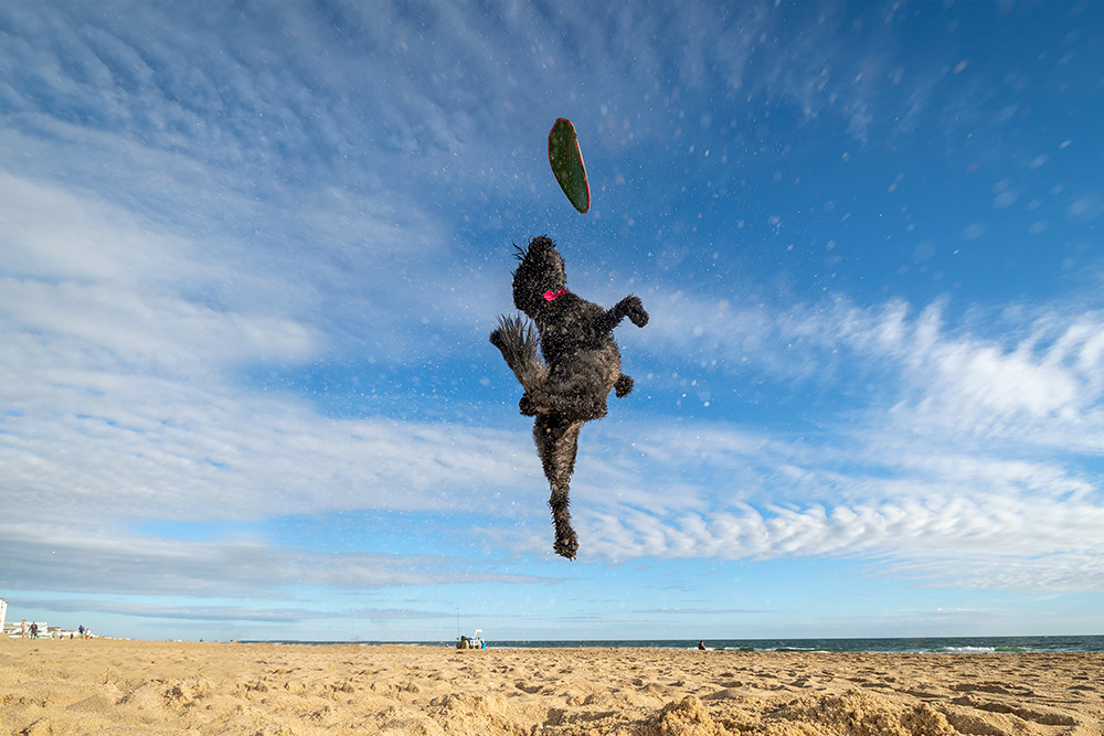 A small dog leaps for a flying disc at Sandbridge Beach in Virginia