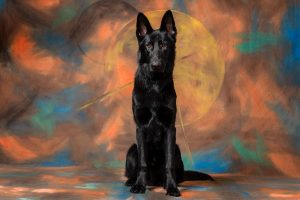 A German Shepherd poses in the studio on an abstract background