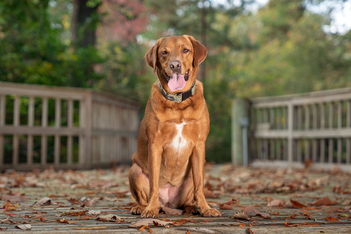 A beautiful red Labrador Retriever sits on a leaf-covered boat dock in autumn light. Virginia Beach
