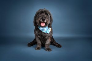 A terrier dog poses for a studio portrait.