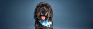 A cute black terrier dog poses for a studio portrait
