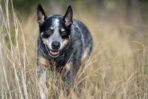 Australian Cattle dog romps through the tall grass at Pleasure House Natural Area